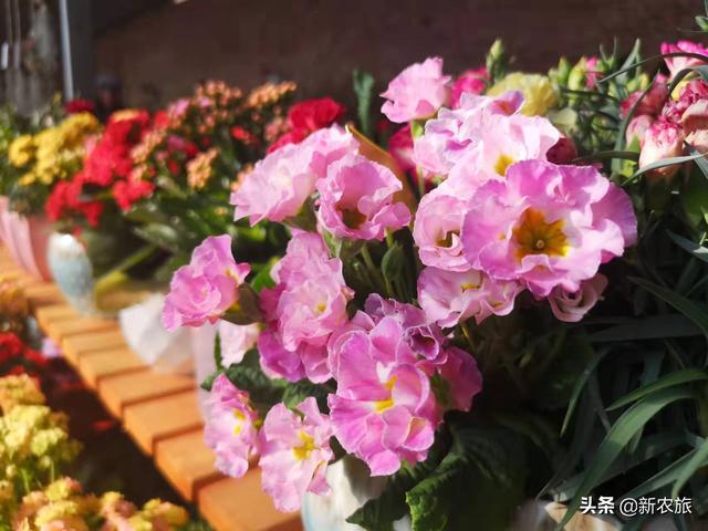 零差评！当氨基酸益生菌草莓碰上年宵花，这个春节既喜庆又甜蜜