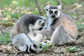 狐猴：一种濒临灭绝的灵长类动物图片