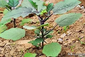 促进茄子多结果，不早衰的措施图片