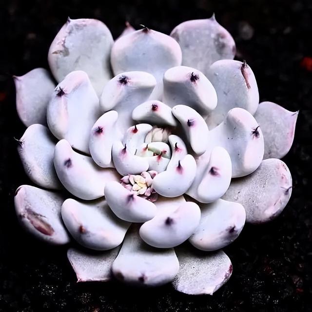 270种常见多肉图谱，一分钟认全！