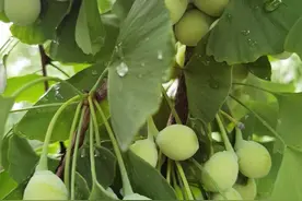 白果｜一味治哮喘咳嗽的中药：上能敛肺平喘，下能止带缩尿图片