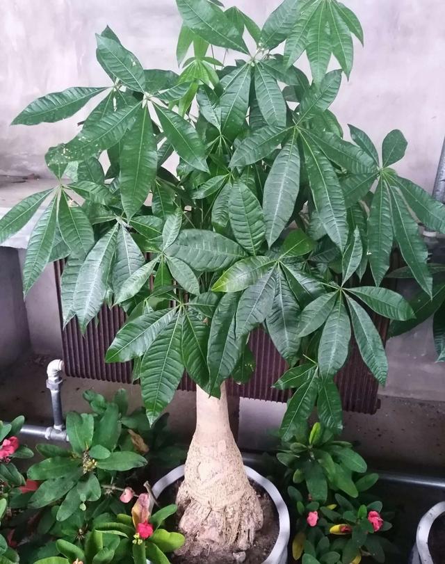 发财树喜阴还是喜阳？很多人都养错了，难怪长不旺