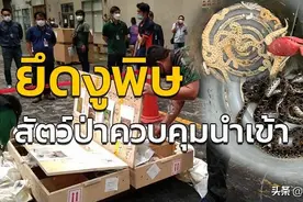 泰可怕！泰国素万那普国际机场查获毒蛇毒蝎共636条图片