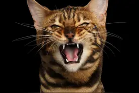 十二生肖里面为什么没有猫？图片