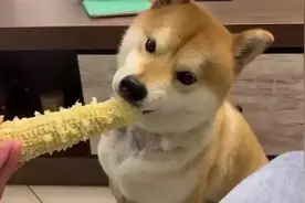 狗狗身上白毛越来越多？可能不是老了，或是缺2种营养素图片