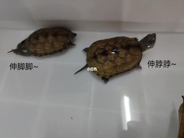 适合新手养的深水龟品种（推荐五种适合新手饲养的水龟品种）