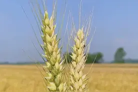 「芒种」文案，句句走心图片