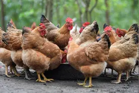 你真的吃得起鸡吗？世界上的六种“鸡中贵族”，这种鸡值一套房图片