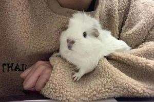 荷兰猪小时候那么爱叫，长大怎么就成了哑巴?图