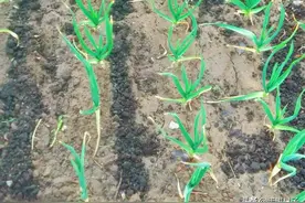 今天给大家分享鸡鸭粪发酵的诀窍，巧用发酵剂和它，发酵快肥效好图片