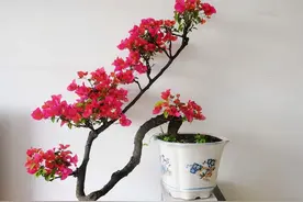 7种漂亮花，号称“养不死”，轻松养成大老桩，高档又吉利图片