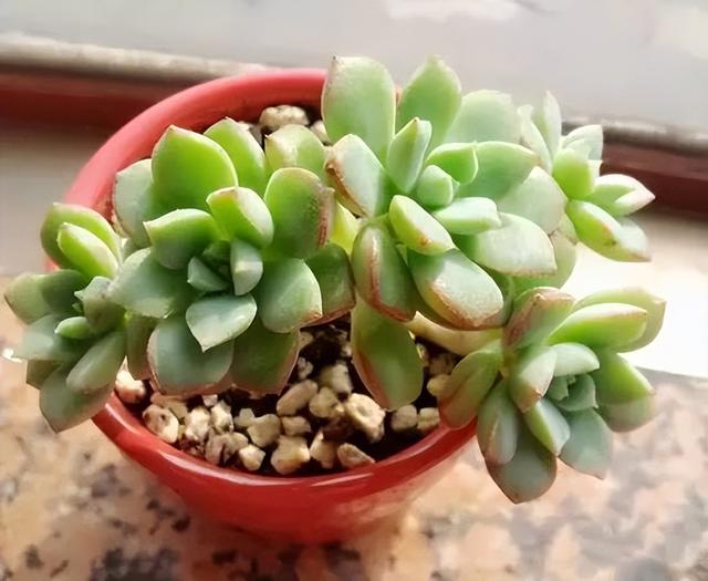 270种常见多肉图谱，一分钟认全！