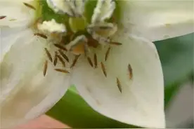 这个药剂不得了，不光杀虫杀螨，还杀卵杀虫抑菌图片