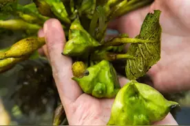 江苏有多“菜”？图片