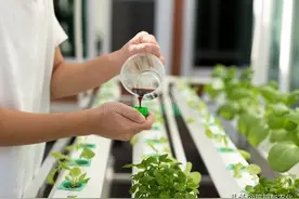 不花钱家庭自制有机肥，只需要 1 勺，幼苗就会变茁壮成长图片