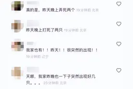 京津冀现不明黑色昆虫？有害吗？专家释疑图片