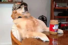 原来狗狗有这些表现，是把自己当“人”了图片