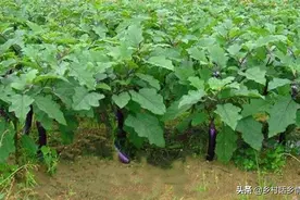 多雨天气，如何防西红柿、茄子等卷叶、死棵和病害？三招搞定图片