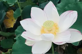 五十岁后有三道难关，很多人败在了第二道，希望你能过关图片