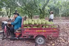 海南万宁榴莲蜜上市受热捧 产业前景广阔助力乡村振兴图片