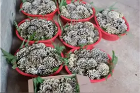 云南婆婆千里迢迢寄来的菜，江西儿媳直接扔了，网友：扔哪我去捡图片