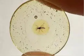 1.3亿年前的惊人发现！揭秘蚊子演化史，古老琥珀中现最老蚊子图片