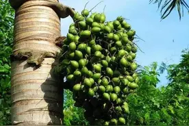 槟榔、橄榄，傻傻地分不清图片