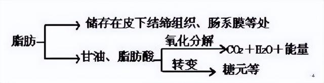 糖类、脂肪、蛋白质的代谢