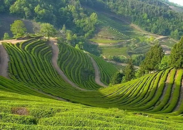 茶叶上的毫毛越多越好？西湖龙井为何没有白毫？