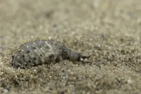 没有肛门的虫子，只吃不拉习惯“憋屎”，它们不会被憋死吗？图片