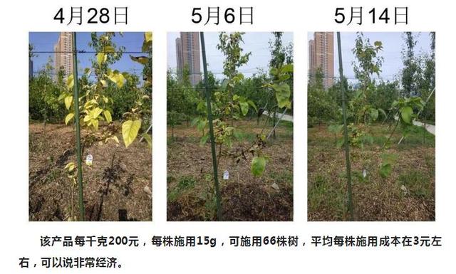 梨树缺铁失绿的治疗方法