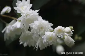 还没有爱够（山径·肖殿群）图片