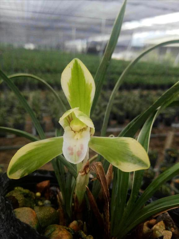 此兰"花开双色",金边线艺,曾一苗难求,现仅几块钱(一颗金边兰花报价