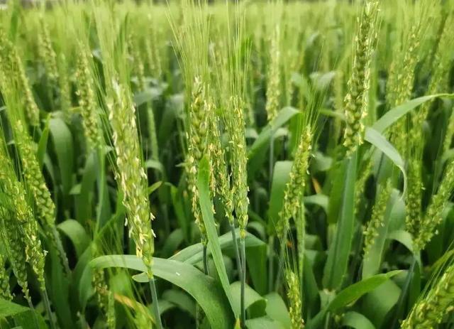 氨基酸水溶肥和磷酸二氢钾有啥区别？哪个比较好？老农告诉你答案