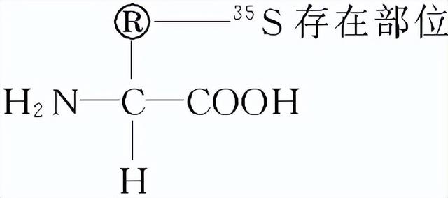 高中生物-基因的本质与表达