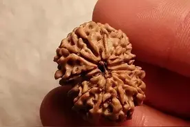 关于金刚菩提，这十个问题一次说清楚图片