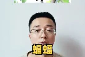 蝙蝠为啥要倒挂着休息？#科普  