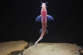 时隔32年，石林再次发现石林盲高原鳅图片