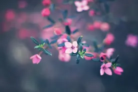 12个月，12首宋词，你在哪个月出生，你是哪一首宋词图片