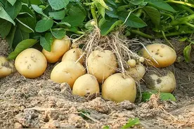 土豆:最被人忽视的世界第四大主粮,未来中国粮食增产亿吨的新希望图片