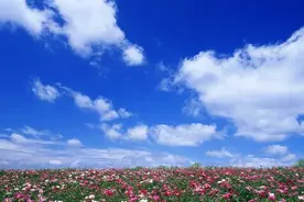 《天之大》赏析图片