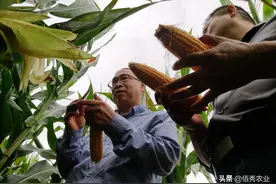 临近夏种，农民如何挑选玉米种子？3个购买禁忌要记牢图片