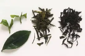 普洱茶里面有茶梗，是好还是坏？图片