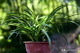 要想让兰花苗情壮、花苞多、开花香，在生长季节，这样管理很有效图片