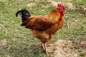 【笑口常开】2023年生肖鸡的幸福指数大揭秘！图片