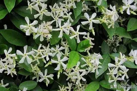 风车茉莉这样养花开半年香满园图片