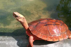 自古有着四大神兽之一的玄武龟，在人类过度捕捉，已成为濒危物种图片