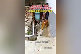 金丝猴进村“做客”，性格温顺，大受喜爱图片