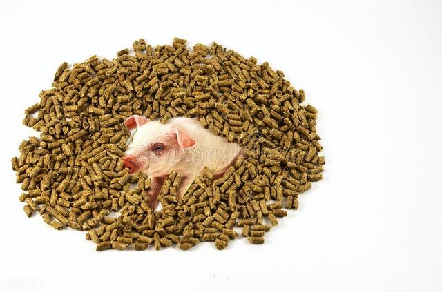 高成本条件下猪饲料配方应注意什么？