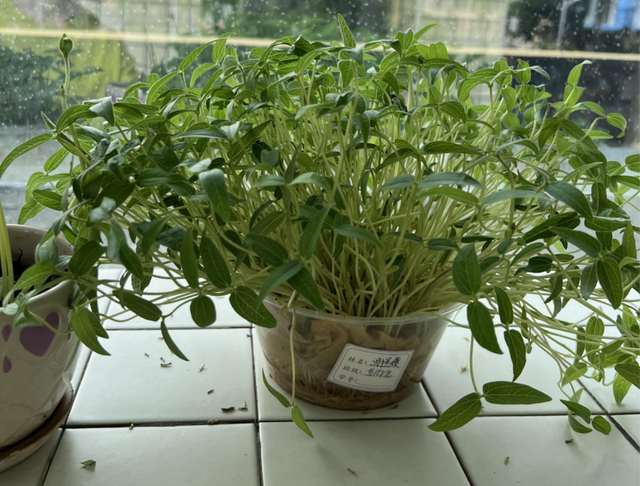 四川省民生研究会新媒体中心-官网